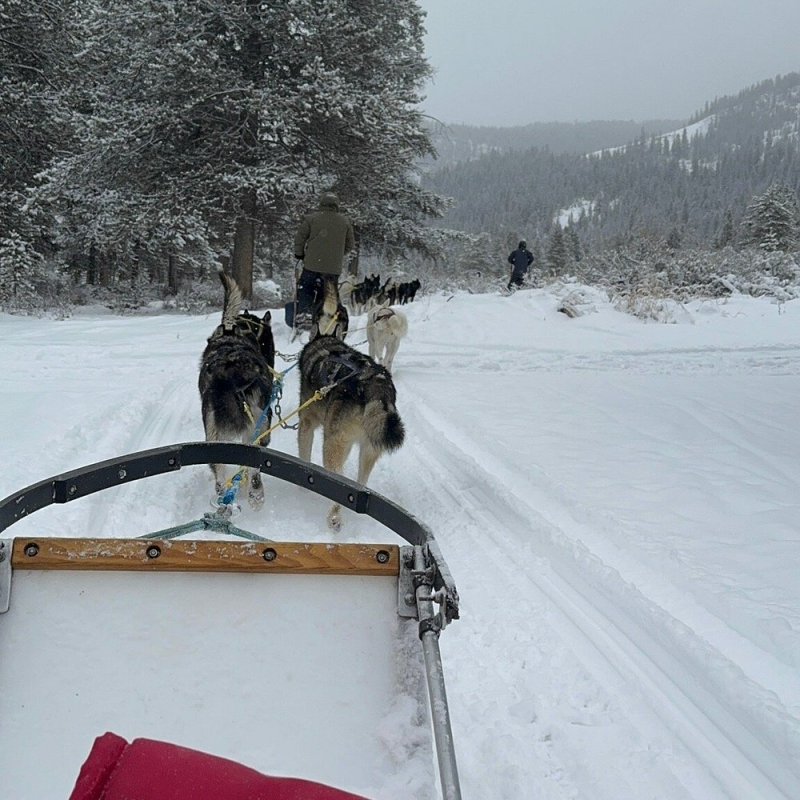 View from a sled moving through snowy landscape, pulled by three dogs.
