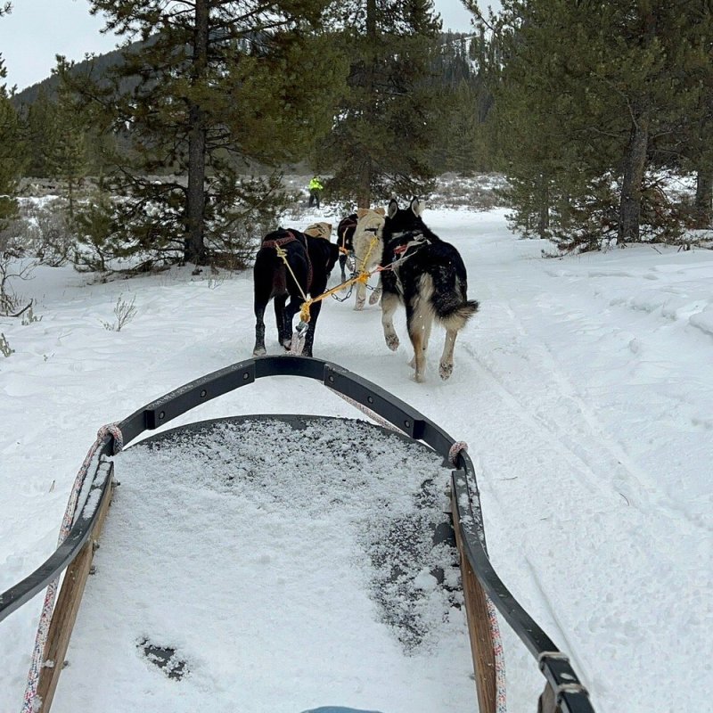 View from a sled dog ride through snowy forest trail with two huskies.