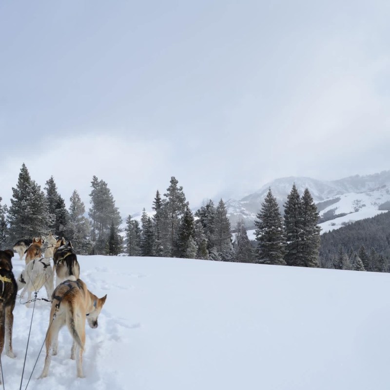 Sled dogs on snowy trail with trees and mountain backdrop.