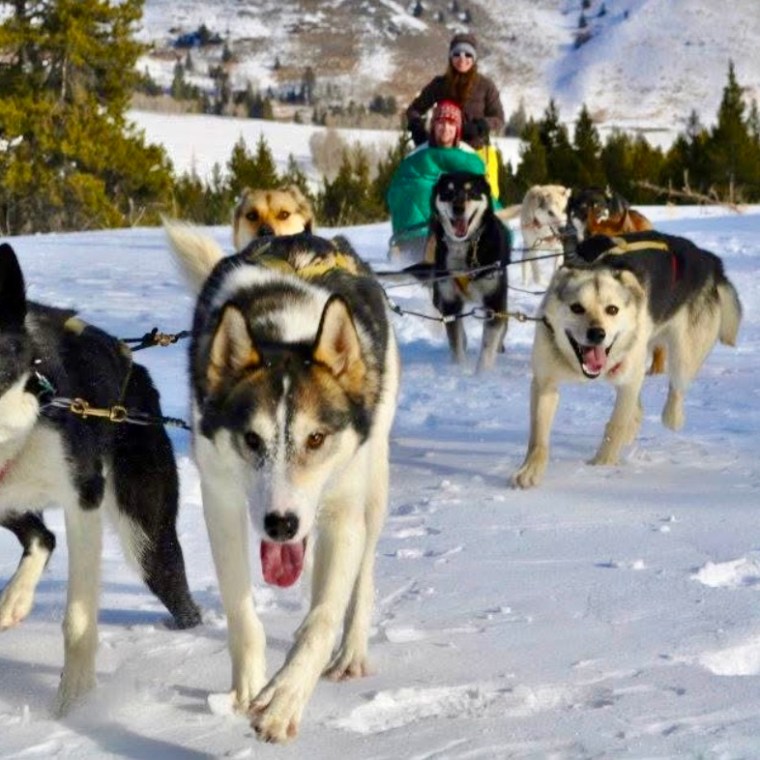 Team of sled dogs pulling a sled over snowy terrain with mountains in the background.