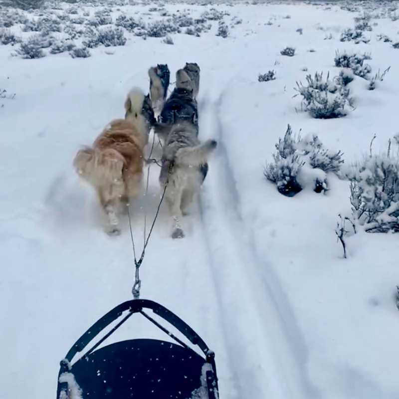 Four sled dogs pulling a sled through snowy landscape with trees.