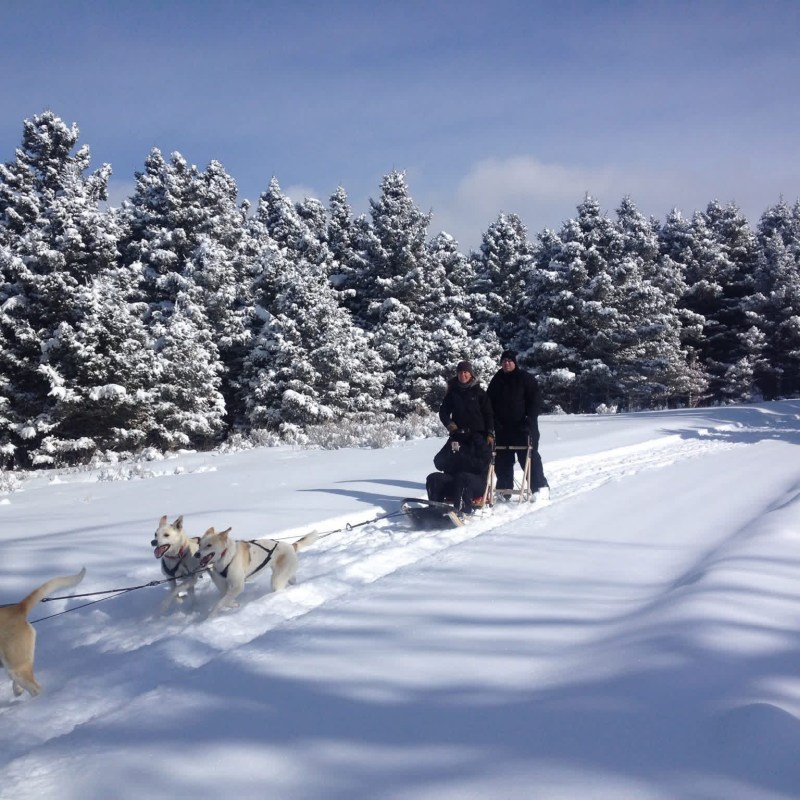 People dog sledding on a snowy trail with pine trees.