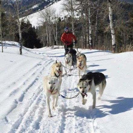 Person dog sledding with four dogs on a snowy trail, surrounded by leafless trees and mountains.