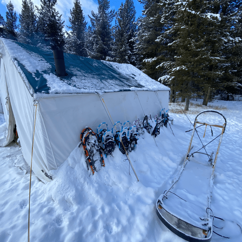 Winter tent with snowshoes and sled outside in snowy forest.
