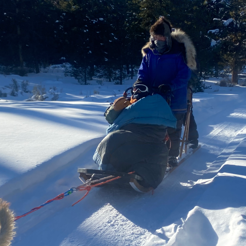 Person in winter clothing riding a sled pulled by dogs in snowy forest.