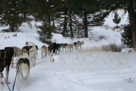 Dogs pulling a sled through a snowy forest trail.
