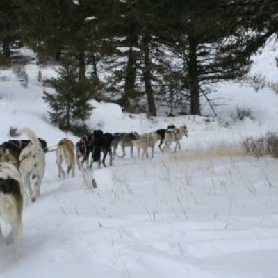 Dogs pulling a sled through a snowy forest trail.