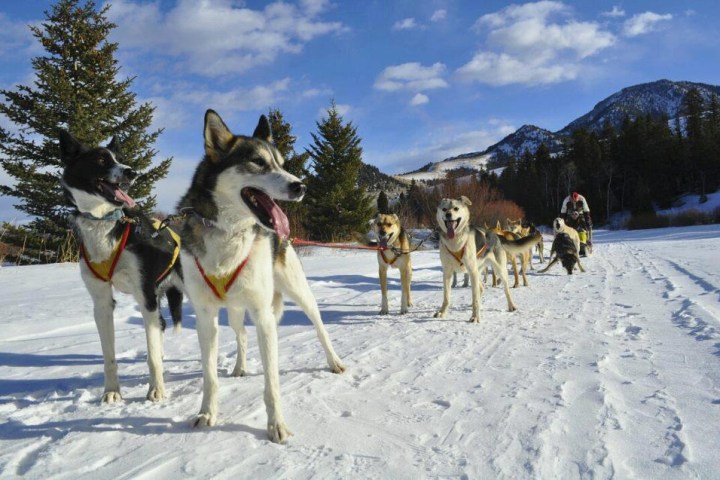 Sled dogs on snow, with mountains and trees in the background.