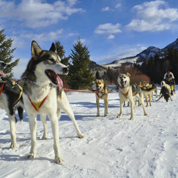 Sled dogs on snow, with mountains and trees in the background.