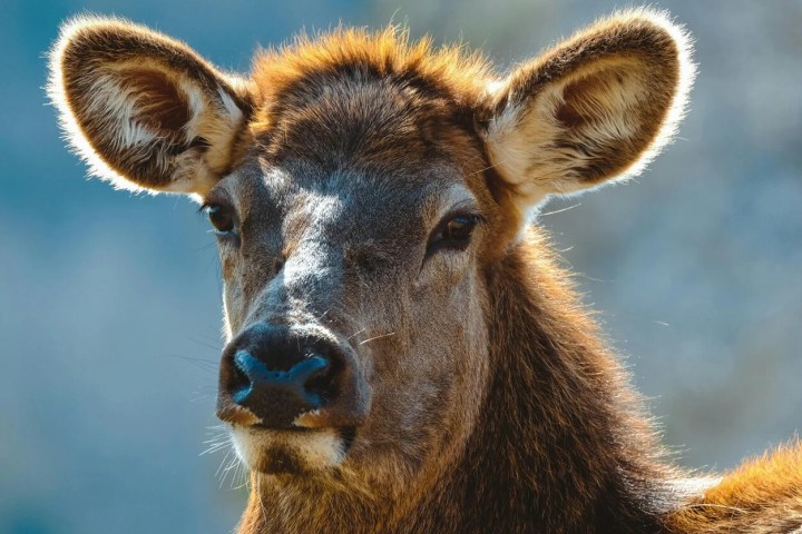 Close-up of a brown elk with large ears and short fur.