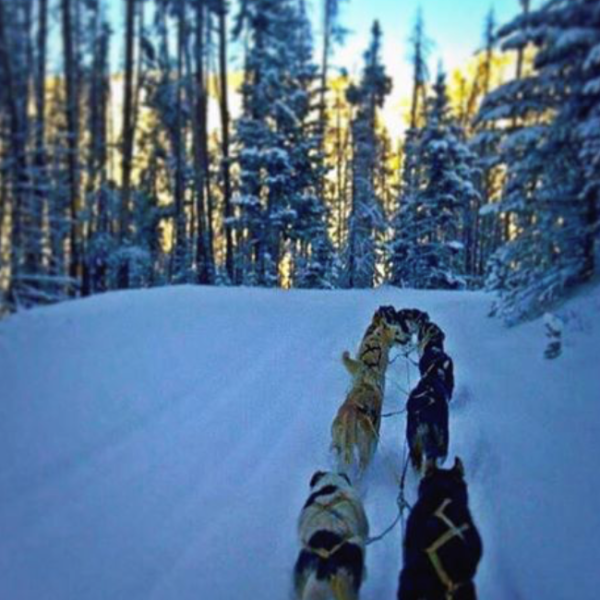 Dogs pulling a sled through a snowy forest trail.