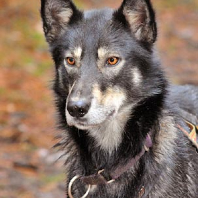 Black and gray dog with pointed ears standing outdoors.